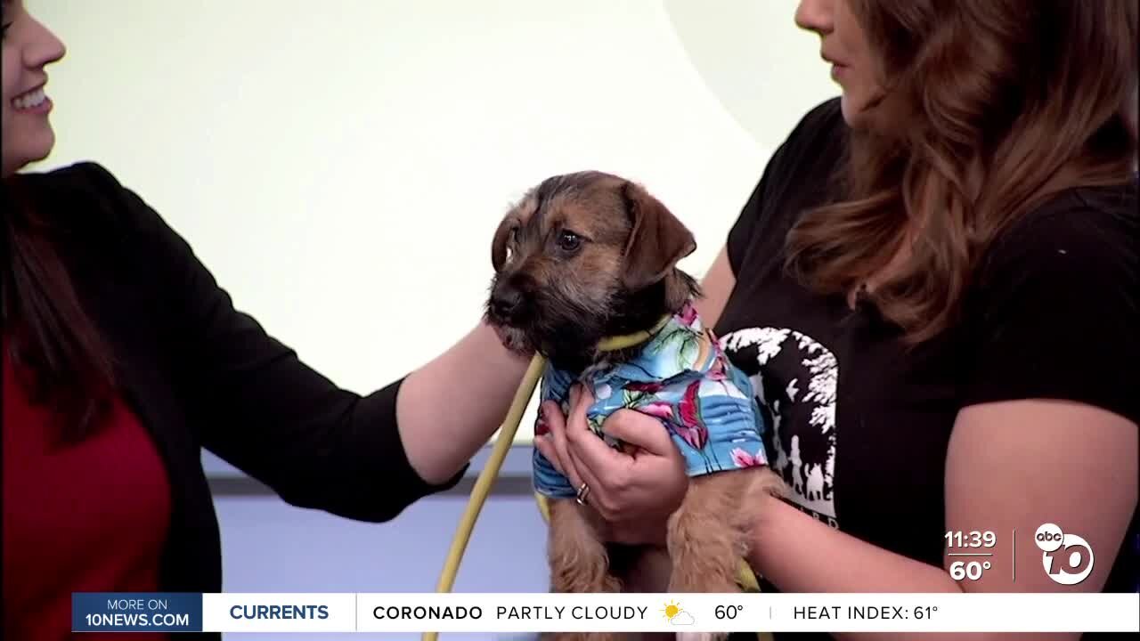 Pet of the Week: Fritz