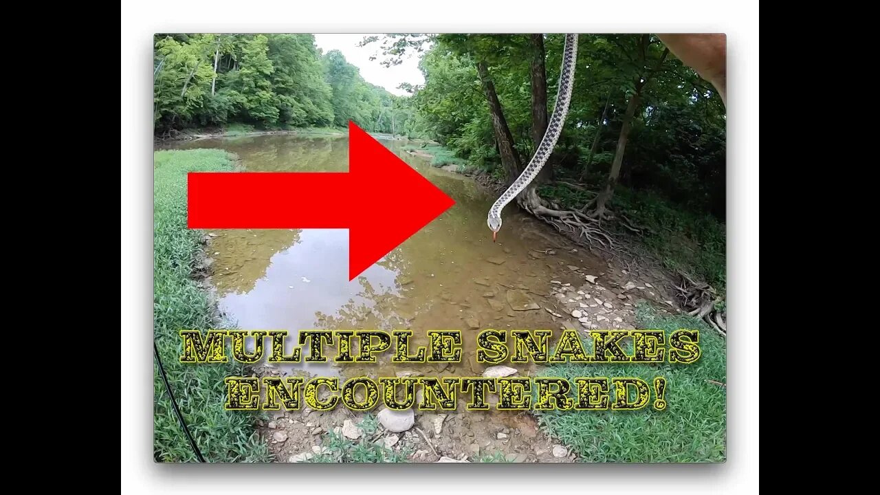 Walmart Baits Challenge (we run into MULTIPLE snakes!!)