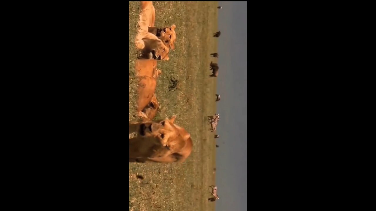 Being hunt after resting by the Dengerous Lion.