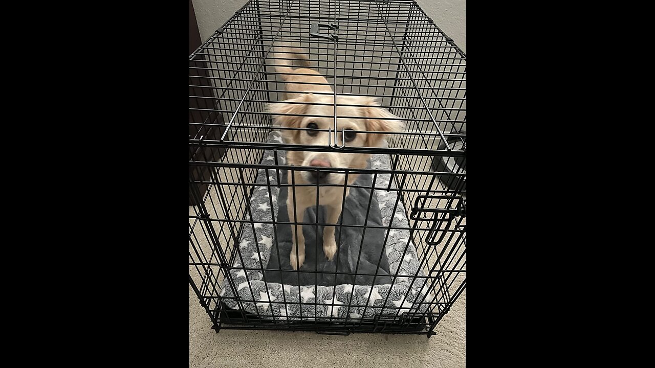 Dog Crate Pad Cat Bed Ultra Soft with Anti-Slip Bottom, Cute Pink Puppy Bed Cozy Pet Mat Machin...