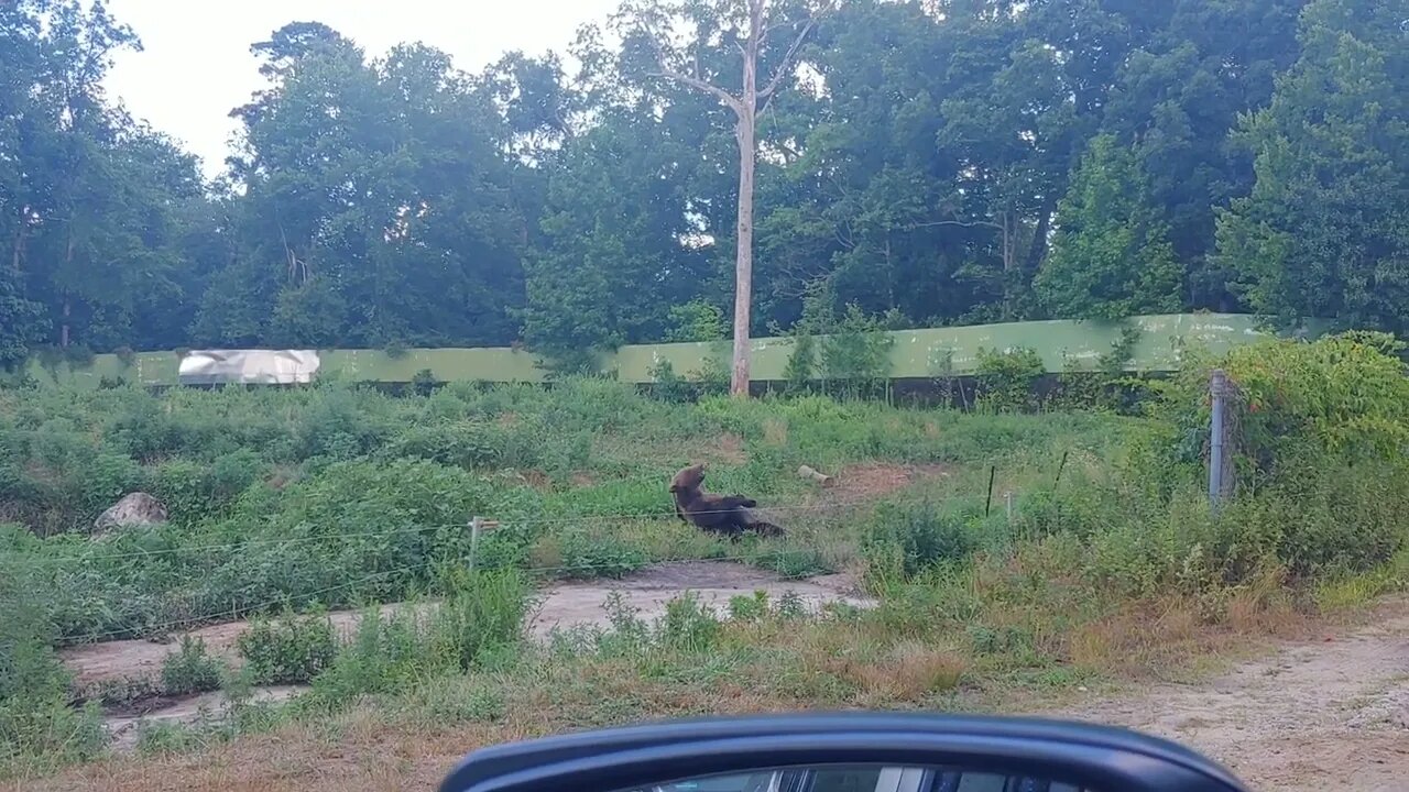 Bear Doing Abs