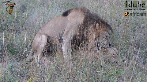 WILDlife: Chorus Of Roars From Lion Lovers