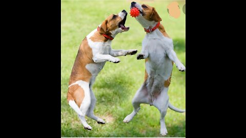 So cute dog