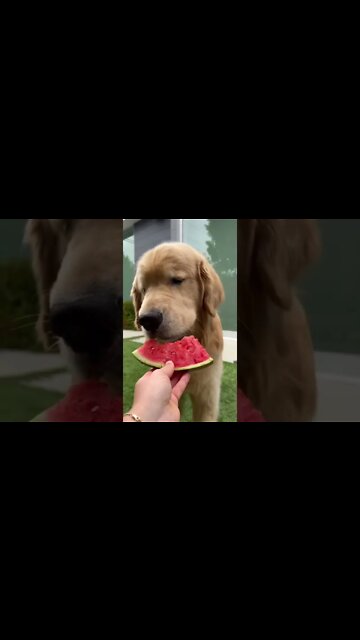 The sweet sound of snack time