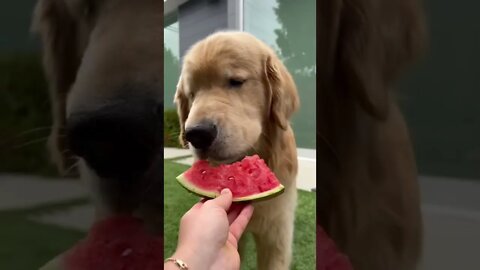The sweet sound of snack time