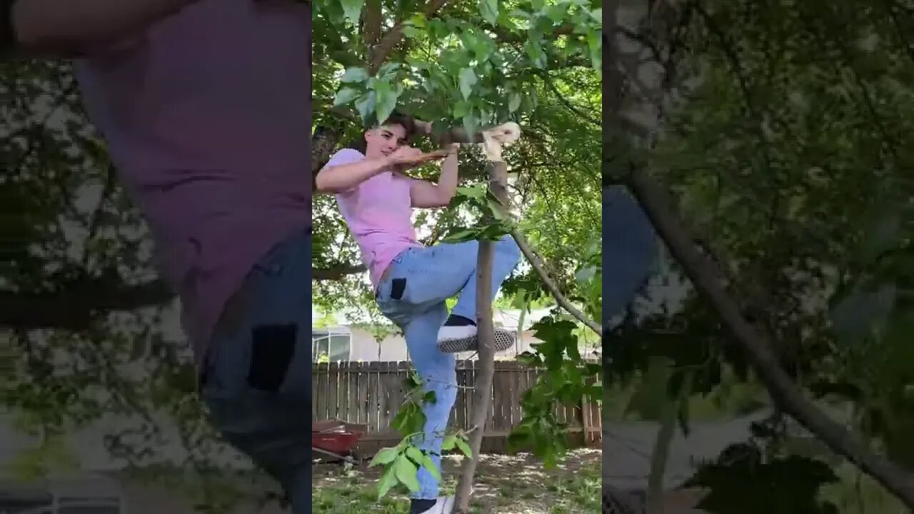 How to Cut a Tree