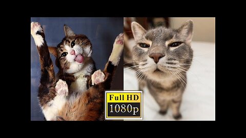 Cats funny moments. Baby cats-happy cats!!!