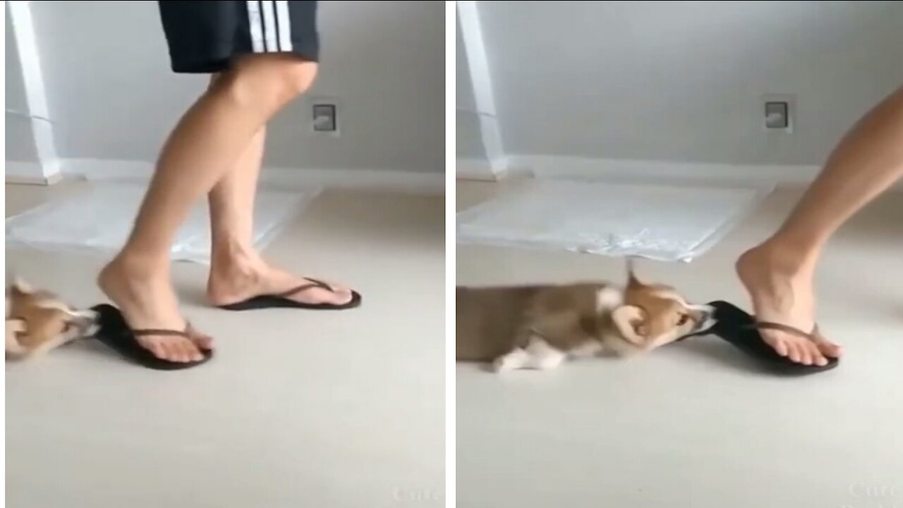 Cute Dog Doing the Broom