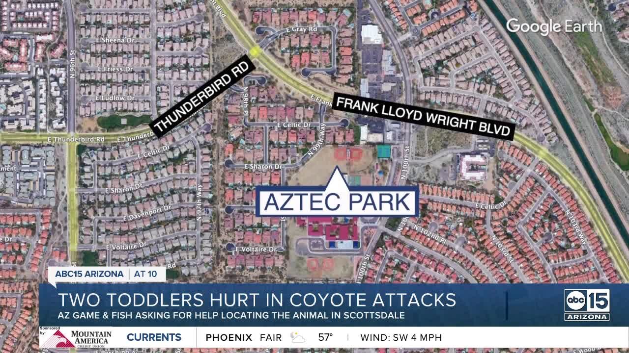 AZ Game and Fish searching for coyote that attacked two toddlers in Scottsdale