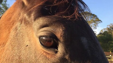 Hanging with three mares, one very itchy girl Cleo, Tuppy and Bonnie and a look at the boys