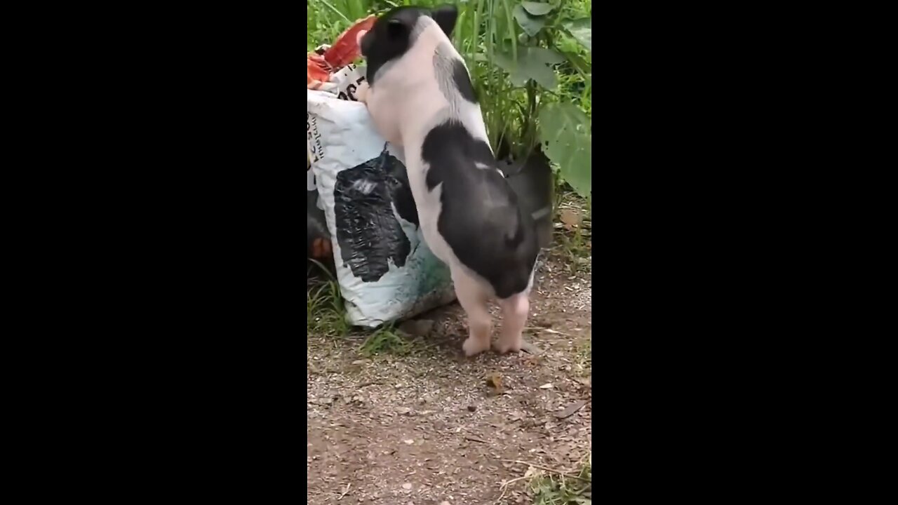 Funny animal compilation
