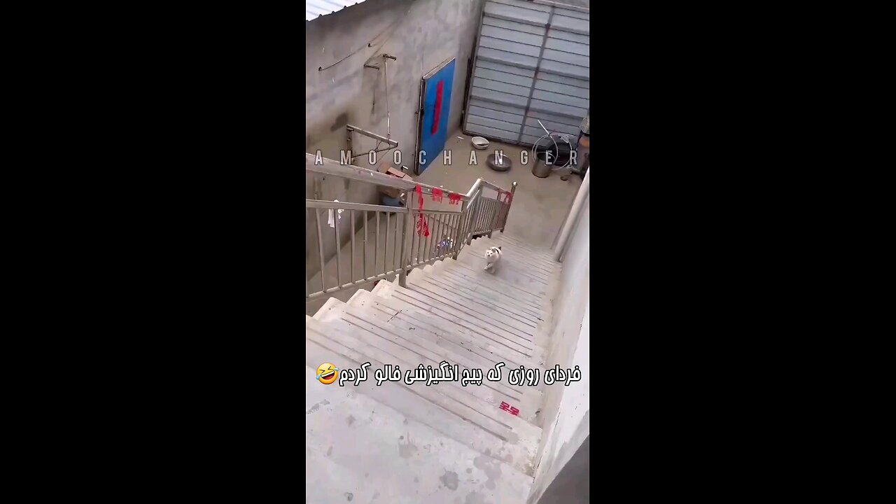 fun animals9