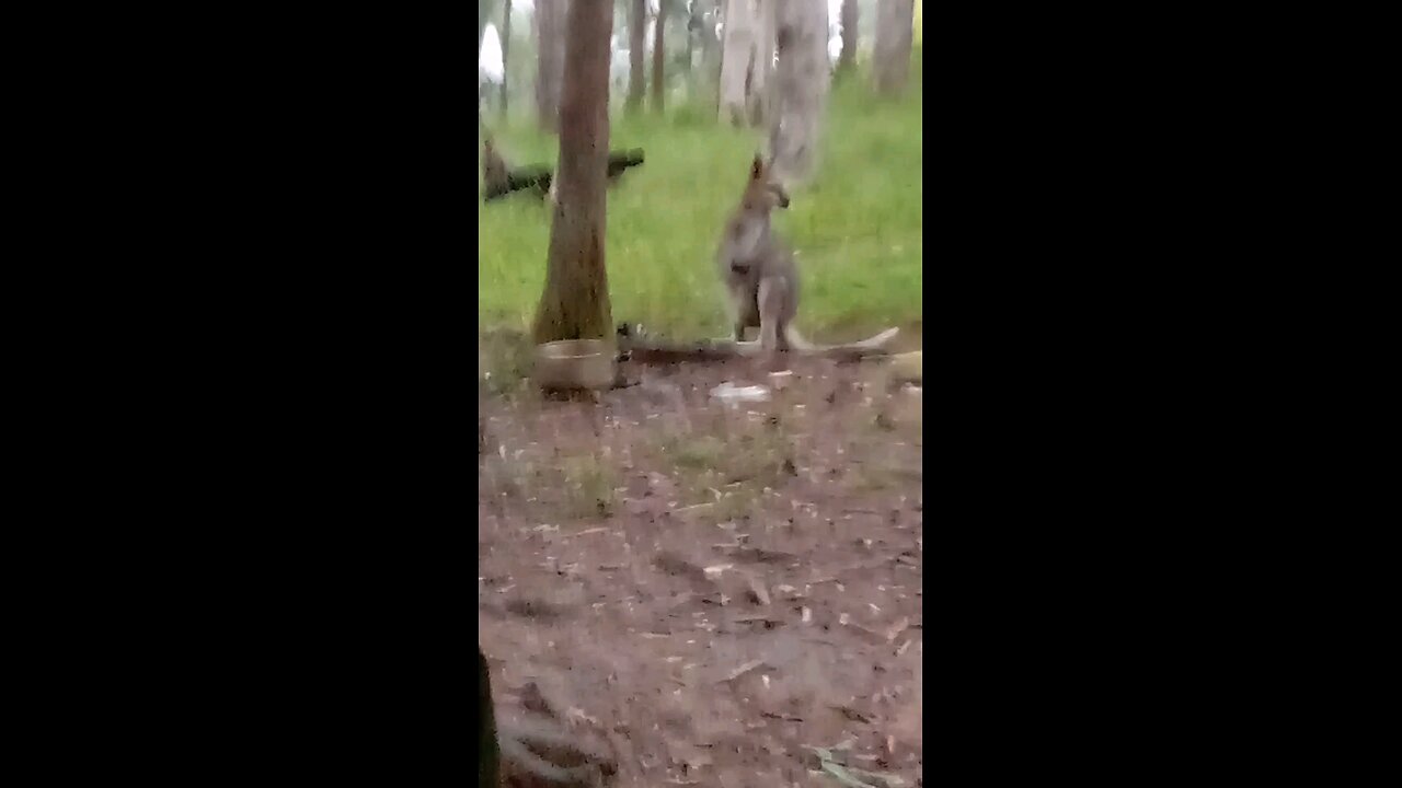 Sistra Scooty and a Few Bush Turkeys 🥰🦘🦃