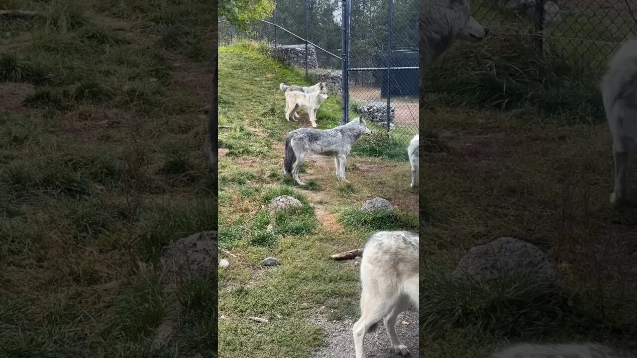 Yellowstone Day Five #nosomuchpettingzoo