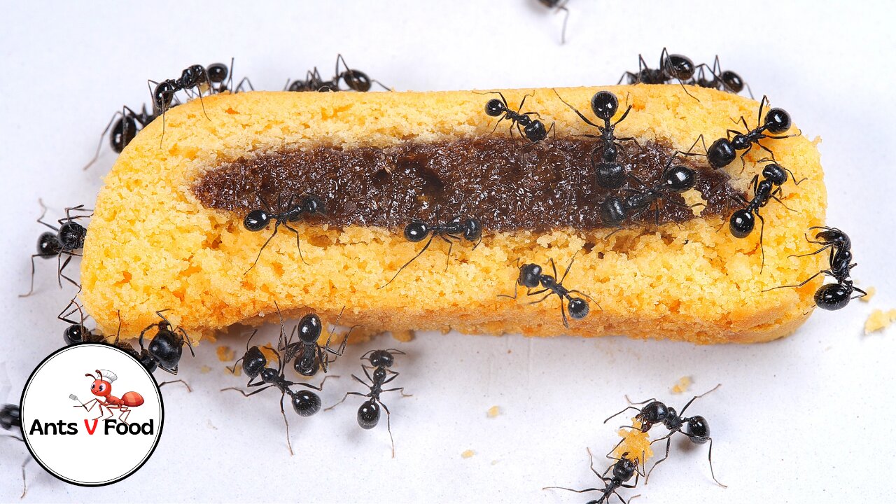 Ant Colony vs Fig Roll Time Lapse 4k