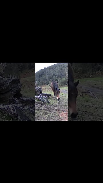 Brumby pony caught grazing on security camera