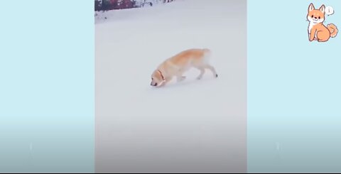 You will laugh at the DOG 🤣 Funny DOG Videos 😂🐶