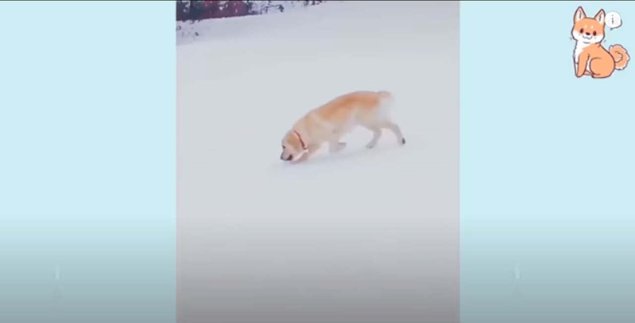You will laugh at the DOG 🤣 Funny DOG Videos 😂🐶