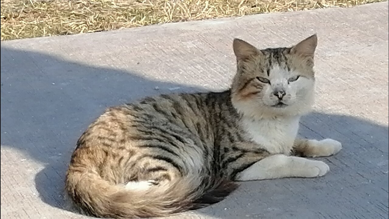 Cats and happy time