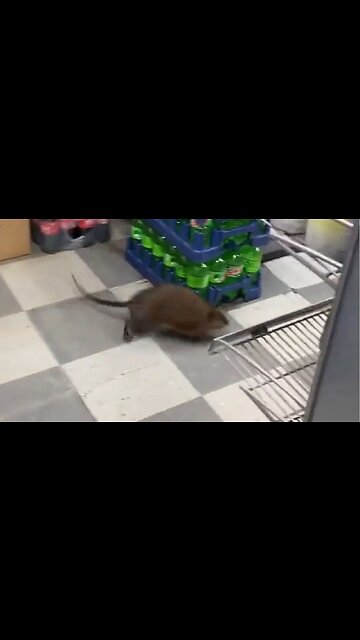 Rats Seem To Be Mutating Into Dogs In New York City