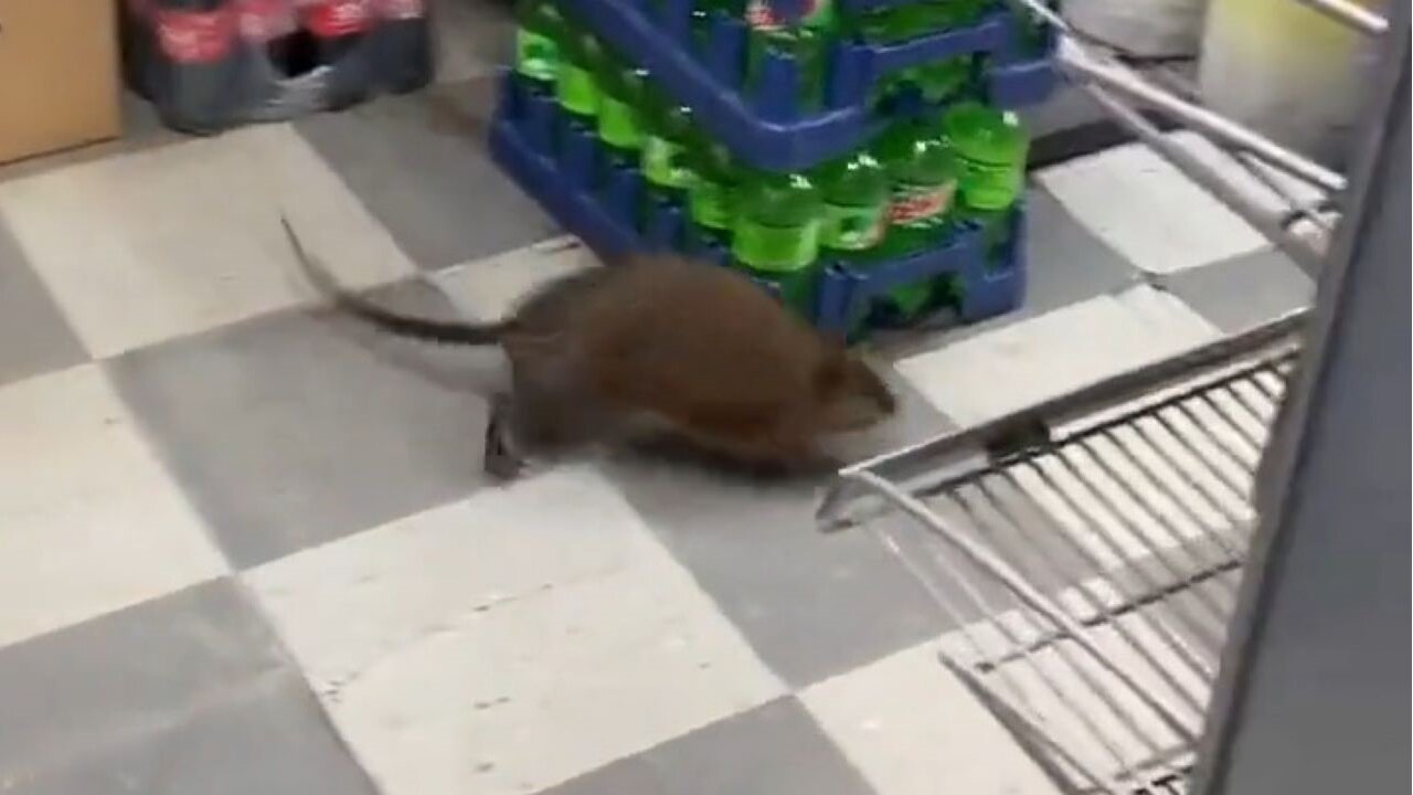 Rats Seem To Be Mutating Into Dogs In New York City