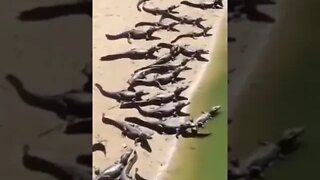 Invasion of crocodiles in a Brazilian Beach