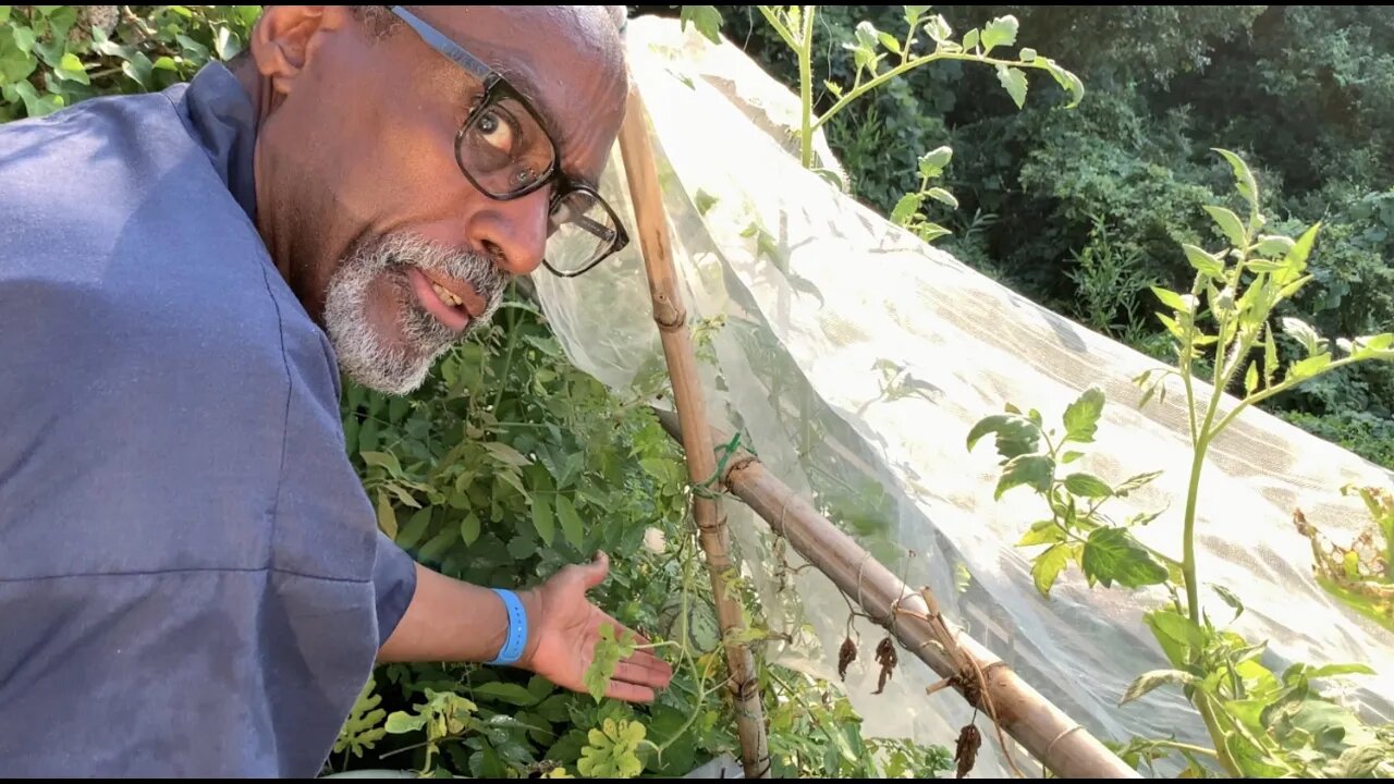 Good Growth on Melons & Squash