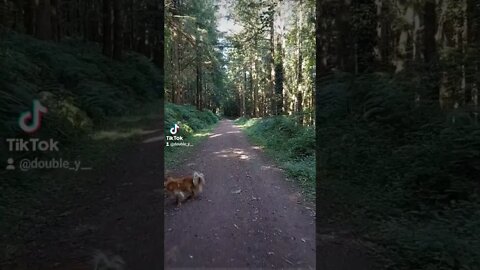 ASMR Morning walk 🚶‍♂️ 🇮🇪 💚 💜 😌 🧘‍♂️👌🏾 #asmr #morningwalk #wood #walk #relaxing #relax #ireland