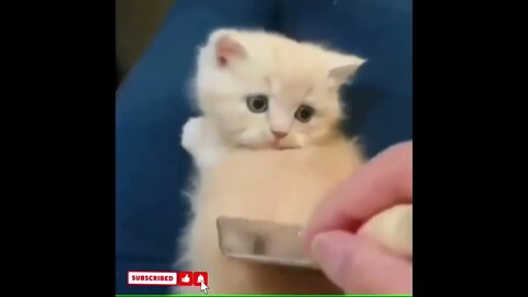 cute cat videos 😹 funny videos 😂1631