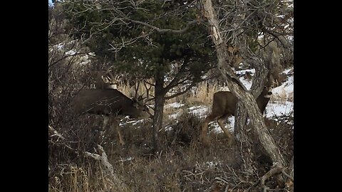 The November Rut is heating up!