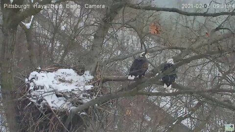 Hays Bald Eagles Mate on nest branch 2021 02 03 9:30AM