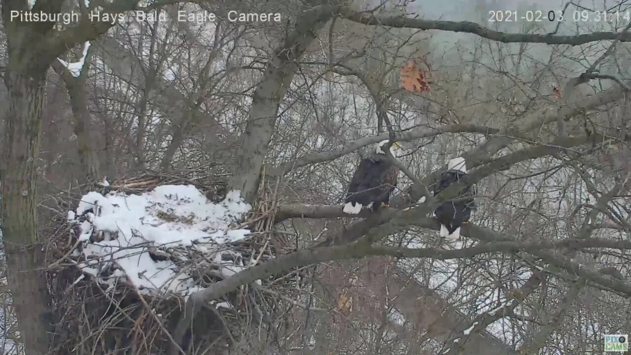 Hays Bald Eagles Mate on nest branch 2021 02 03 9:30AM
