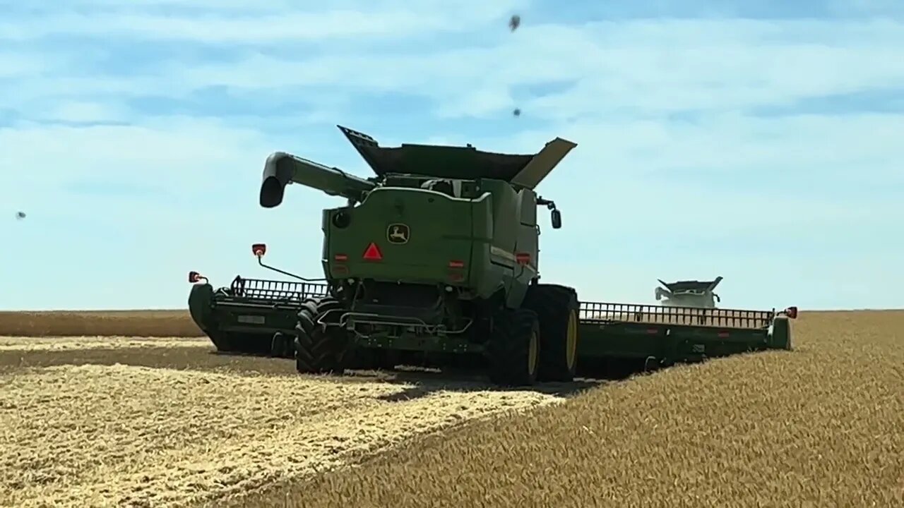 Lodged wheat = patience builder / Day 4 Highwood Montana Wheat Harvest (July 23, 2023)