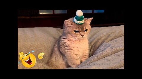 Best Funny Animal Videos Of The 2022 🤣 - Funniest Cats And Dogs Videos 😺😍