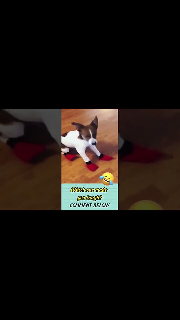 Legendary funny animal videos.