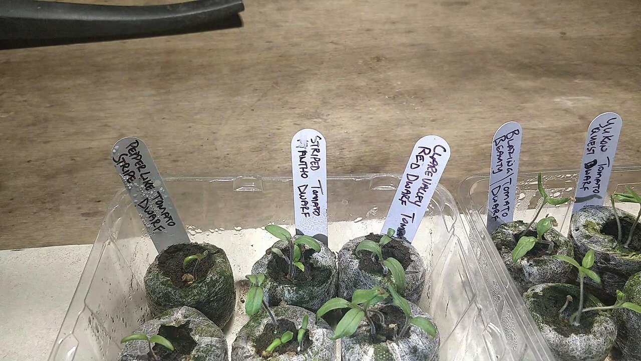 Winter Tomato Seedlings