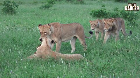 Daughters Of The Mapogo Lions - Rebuilding The Othawa Pride - 157: Family Fun