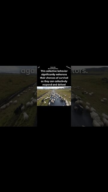 Sheep exhibit a strong instinct for self preservation #sheep #shorts