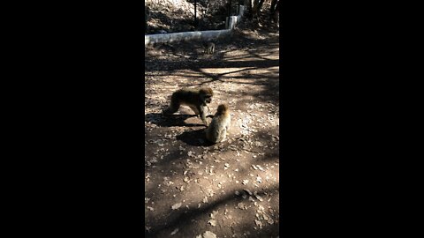 little funny monkey 🙈