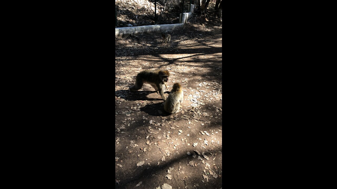 little funny monkey 🙈