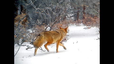 Trail Camera-1