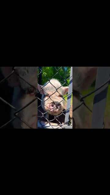 Up close with a cute pig 🐷