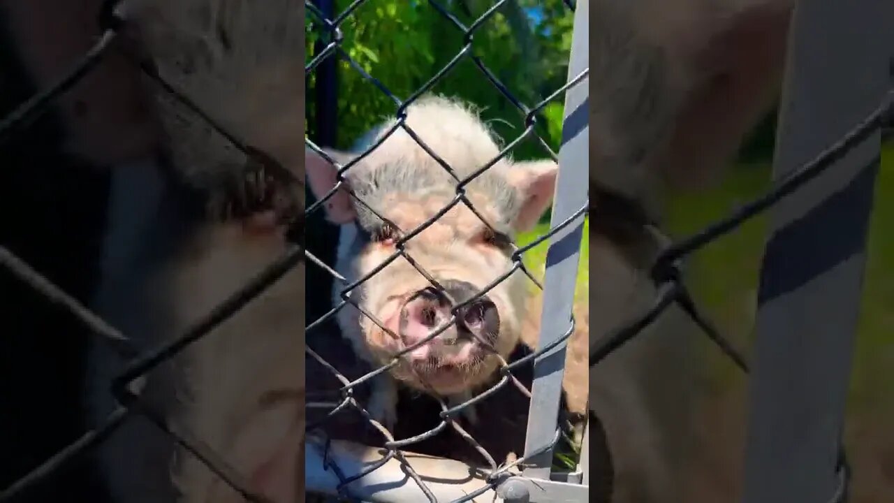 Up close with a cute pig 🐷