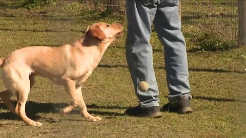 Elizabeth's Animal Rescue and Sanctuary helps connect dogs to loving families