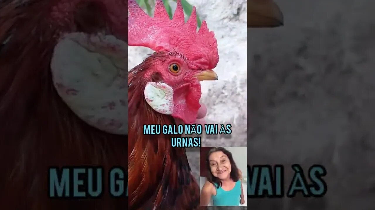 Meu Galo não vai às urnas! Ele queria Intervenção militar