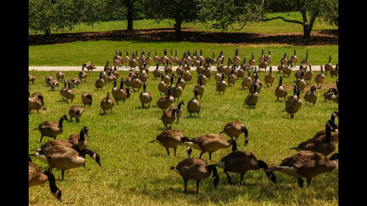 Summer Scenes and Sounds at Bernheim Forest for Stress Relief and Relaxation