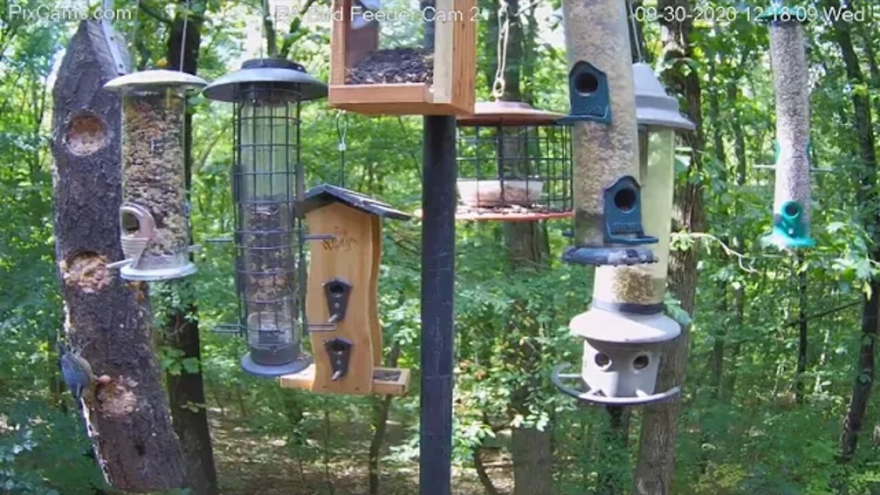 Red Breasted Nuthatch 2020 09 30 at 1 53 40 PM