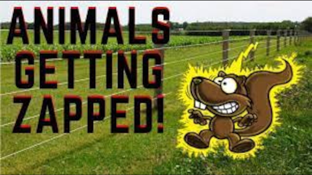 Animals Getting Shocked with Funny Sound Effects!!