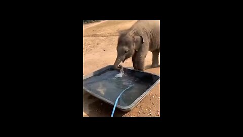 baby elephant drinking water