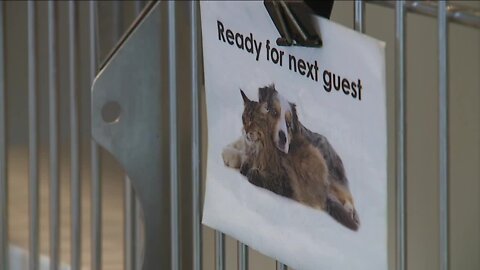 Metro Denver animal shelters see boost in donations from Betty White Challenge